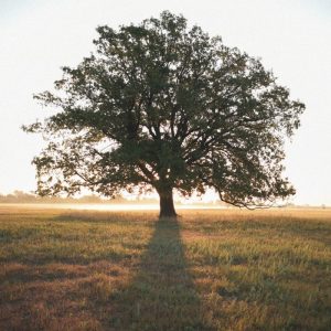 Family Foundation Consulting Featured image tree with many branches symbolizing family lineage.
